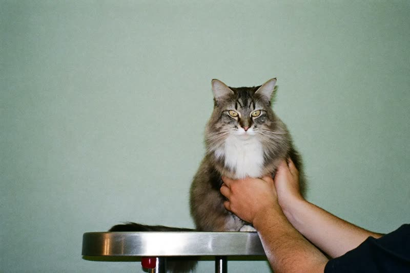 A long-haired cat being handled on a grooming table