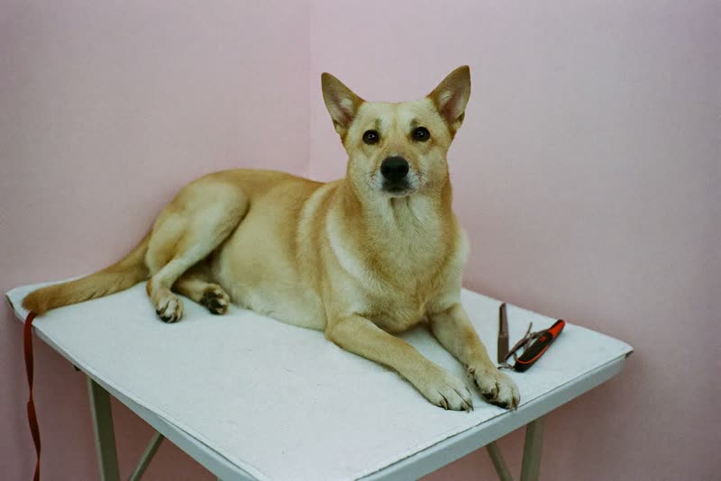 A quiet grooming room with tools laid out