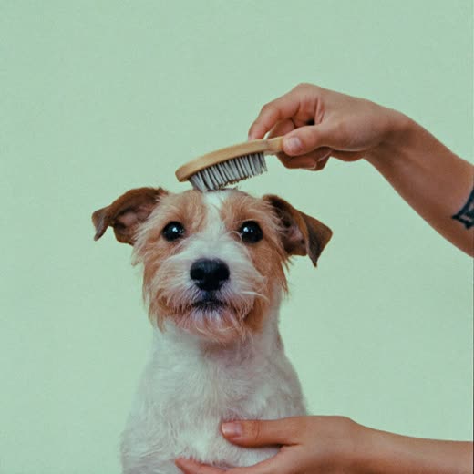 A small terrier being brushed