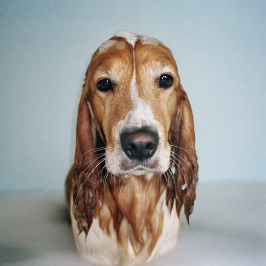 A spaniel being bathed