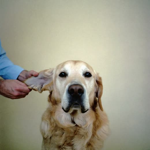A dog having an ear checked