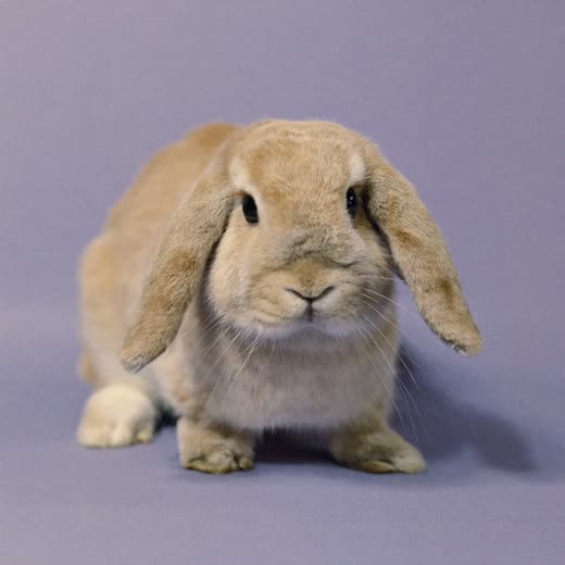 A groomed lop-eared rabbit